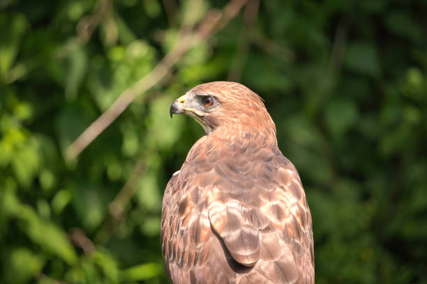 Portrait of a Red-Tailed Hawk Raptor Bird on a Summer Day