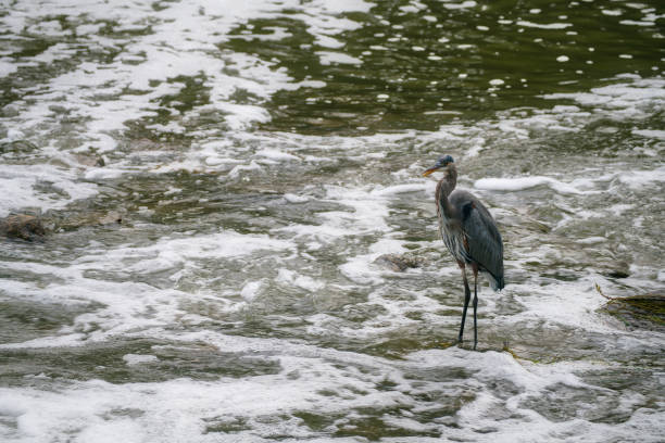 Great Blue Heron Bird stands in moving water near a waterfall on a cloudy day