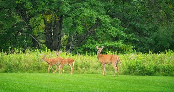 Mamma White-Tailed Deer Doe and Two Fawns on the Grass in Front of Prairie Wildflowers on a Summer Day