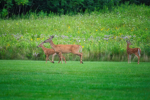 Mamma White-Tailed Deer Doe and Two Fawns on the Grass in Front of Prairie Wildflowers on a Summer Day