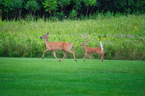 Mamma White-Tailed Deer Doe and a Fawn on the Grass in Front of Prairie Wildflowers on a Summer Day