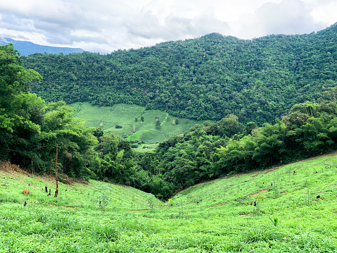 View of the green mountains and hills