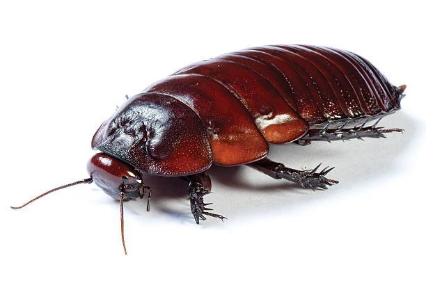 오스트랄리안 자이언트 burrowing 바퀴벌레 흰색 배경의 - cockroach hissing ugliness insect 뉴스 사진 이미지