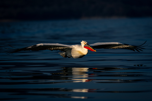 Dalmatian pelican glides across lake in sunshine