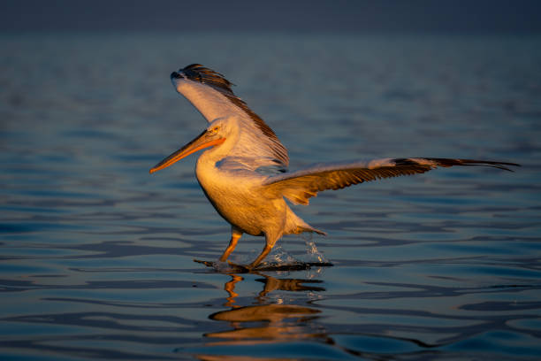 istock Dalmatian pelican makes water landing at dawn 1772772170