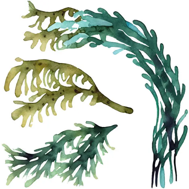 Vector illustration of Watercolor illustration set of seaweed