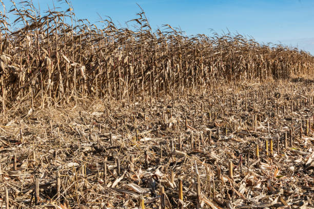 istock A field planted with corn. Farm. Cultivated plant 1772776771
