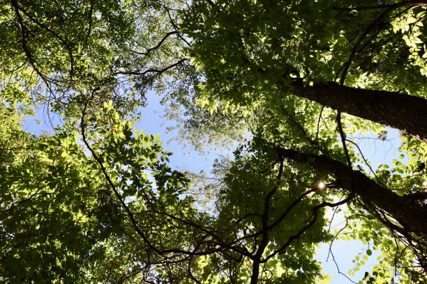 istock Tall Trees in the Woods 1772777322
