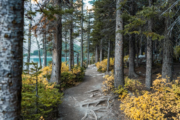 Moraine Lake Trail