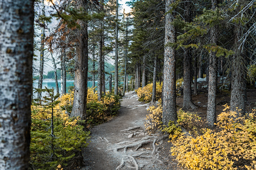 Hiking alongside the Moraine Lake trail, with a path between the trees in Banff.