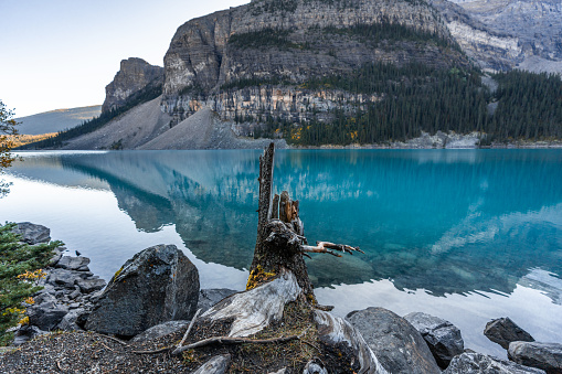 A stump from a fallen tree against Moraine Lake, Banff.