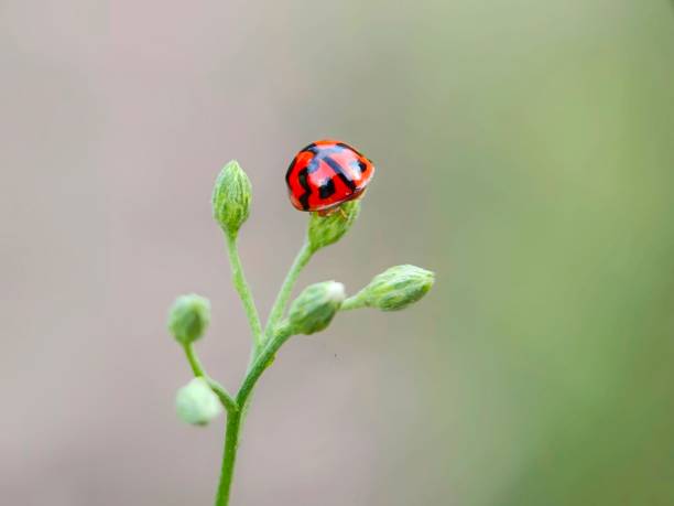 istock Selective focus of a ladybird on a wildflower isolated on blurry background 1772778455