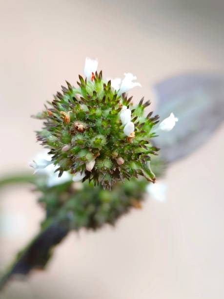 istock Selective focus of Spermacoce or false buttonweed plant in the garden with blurry background 1772778978