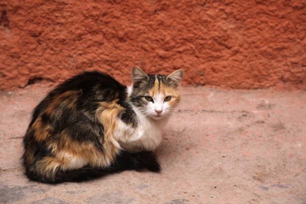 Street cats of Marrakech, Morocco. Local domestic calico cat.