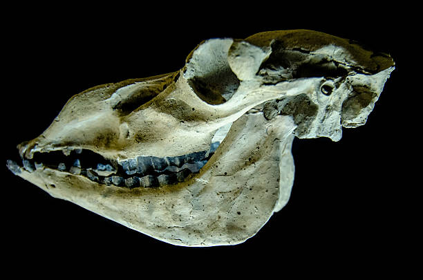istock skull of camel on a black background 177278145