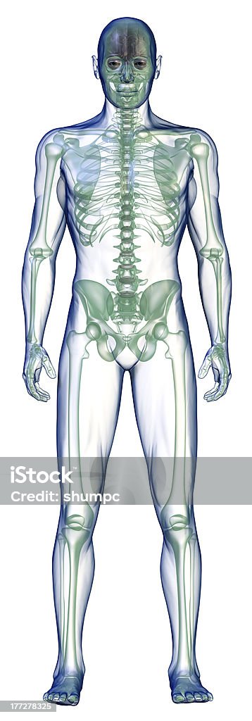 body x-ray vorne auf Weiß - Lizenzfrei Menschlicher Körper Stock-Foto