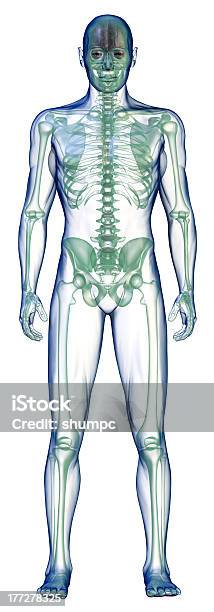 Body Xray Vorne Auf Weiß Stockfoto und mehr Bilder von Menschlicher Körper - Menschlicher Körper, Skeleton - Sportgerät, Völlig Lichtdurchlässig