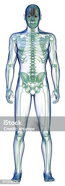 Клетки Тела Спереди На Белом — стоковые фотографии и другие картинки Прозрачный - Прозрачный, Сани для скелетона, Человеческое тело
