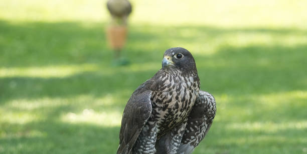istock Potrait of a Gry-Saker Falcon Hybrid Raptor Bird 1772788430