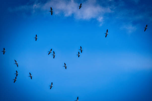 White Pelicans Soaring in a Clear Blue Sky on a Fall Day