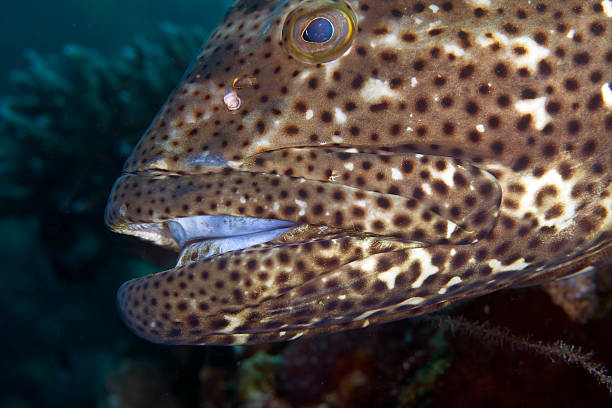 istock Close-up of a brownspotted grouper. 177278901