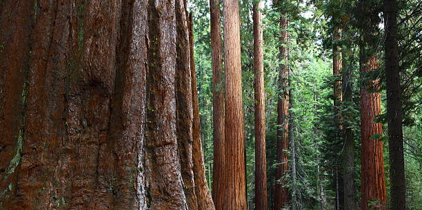 Free Stock Photo of Sequoia National Forest | Download Free Images and ...