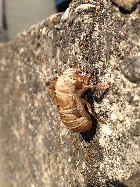 Cicada Skin stock photo