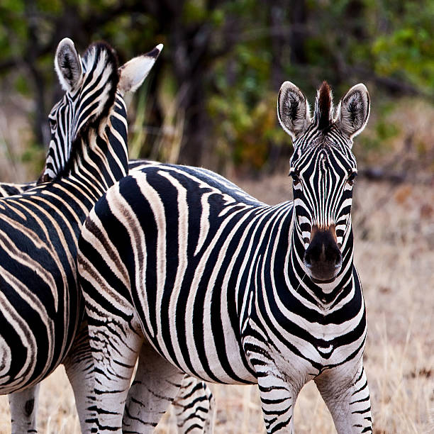 zebre nel parco nazionale di kruger - burchellii foto e immagini stock