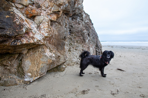 Black dog playing in the sand along the California coast.