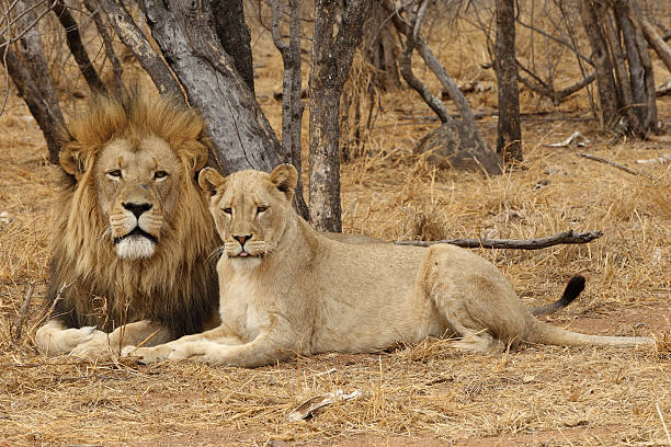 istock Male and Female Lion 177279552