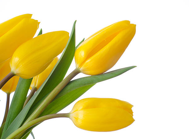 istock Bunch of yellow tulips 177279726