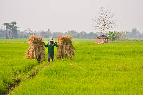 istock Farmer Of Thailand 177280055