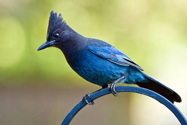 "A large, dark jay of evergreen forests in the mountainous West."