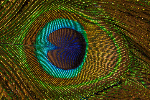 Close-up of peacock feather details,feather details,colorful