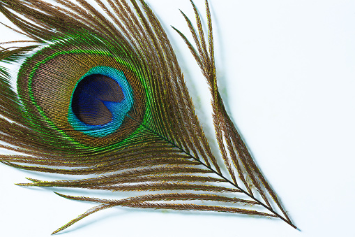Male peacock feathers open