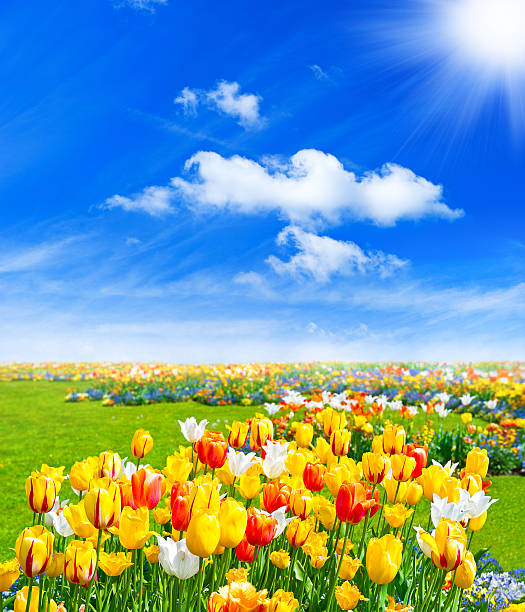 istock tulip flowers field. spring landscape 177280784