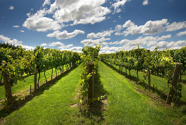istock Rows of Grapevines growing in a vineyard 177280874