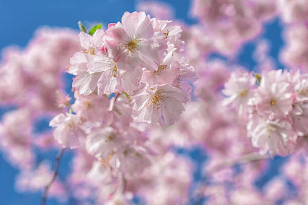istock sakura flowers against blue sky, abstract natural background 1772809066