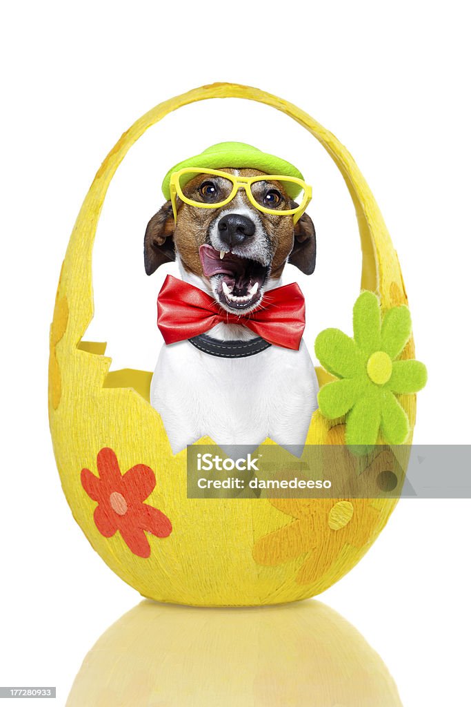 Perro en coloridos huevos de Pascua - Foto de stock de Accesorio para ojos libre de derechos