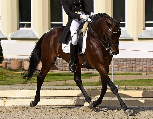 Dressage horse and rider in action dressage horse and rider dressage stock pictures, royalty-free photos & images