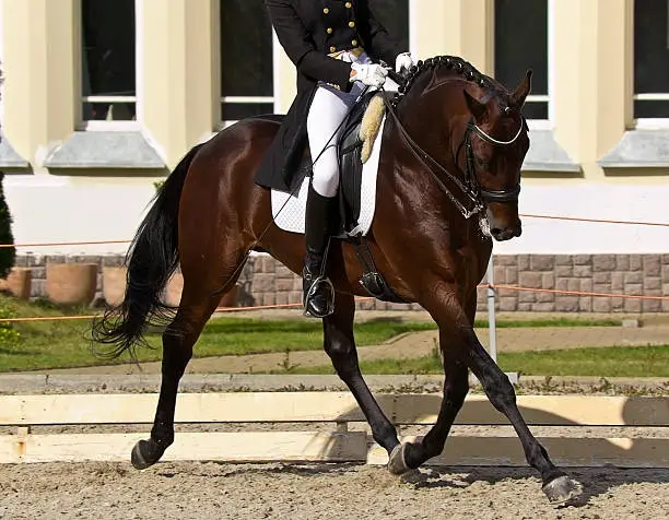 Photo of Dressage horse and rider in action