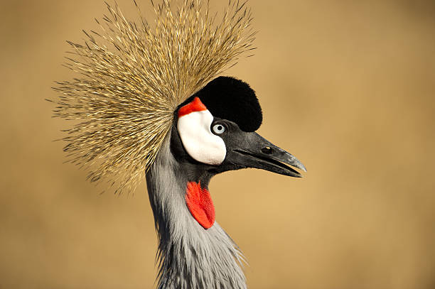 istock African crowned crane portrait 177281120