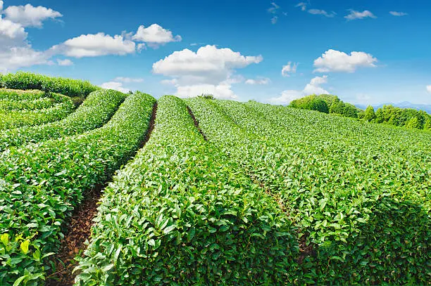 "Beautiful fresh green tea plantation at Nihondaira, Shizuoka - Japan"
