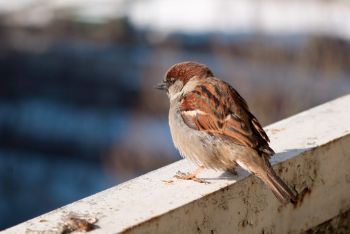 Brown fluffy sparrow sits on a beam