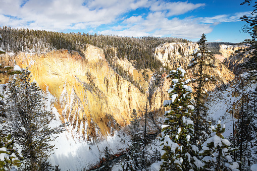 Winter landscape with snow, pine trees and blue sky and clouds in Yellowstone National Park Wyoming