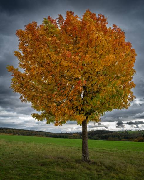 istock Solitary tree with vibrant autumn foliage against a dramatic cloudy sky 1772825584