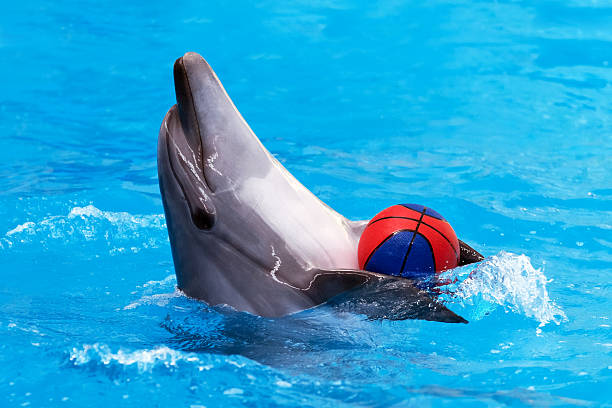 istock Dolphin playing with ball in blue water 177282872