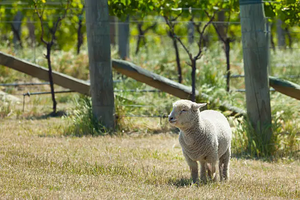 Babydoll sheep in a vineyard in Marlborough County in New Zealand