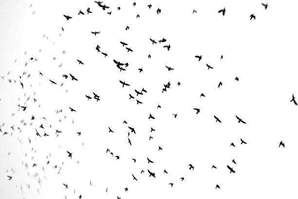 istock Flock of birds flying 177283432