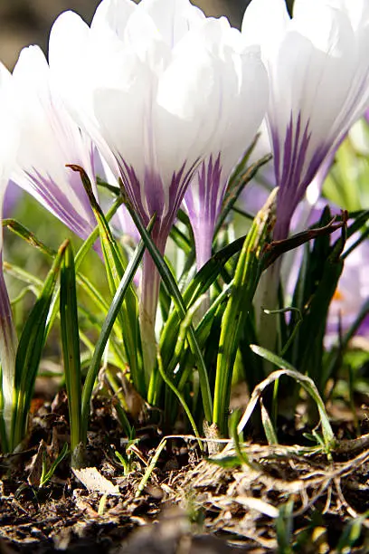 "Photos of some Krokus Wiesen, a type of flower in spring"